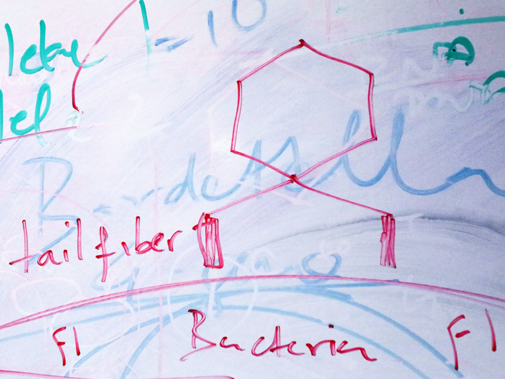 phage diagram